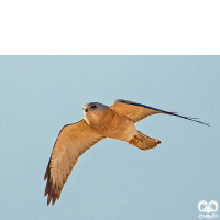 گونه پیغو Levant Sparrowhawk